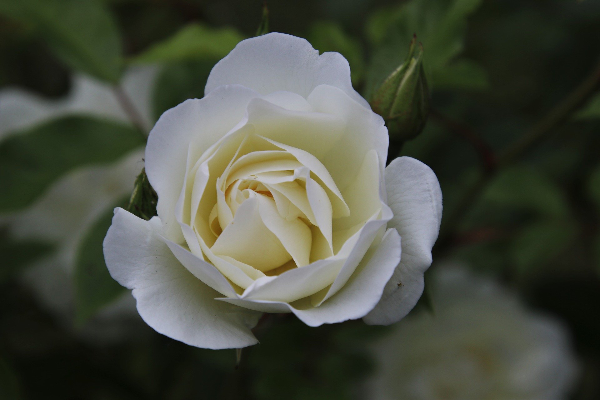 Die weiße Rose – ein willkürliches Motiv?